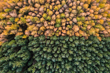 Aerial view of an unusual woodland split between autumn and green colours