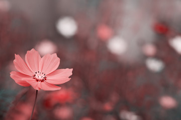 Wall Mural - Flower on a blurred background. Macro. Pink flower close-up on blurred bokeh background. Flower in the soft light in spring and summer.