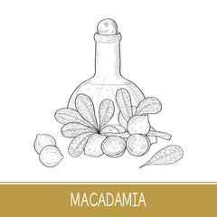 Canvas Print - Macadamia. Fruit, leaves, branch. Sketch. Bottle with oil.