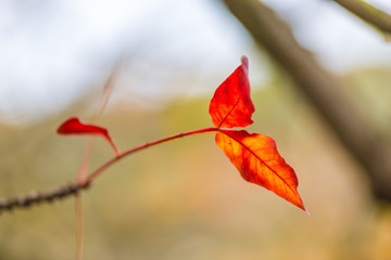 Wall Mural - tree with red leaves in the park close-up