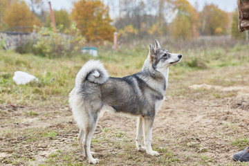  West Siberian Laika puppy 6 mounth