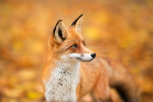 Red Fox - Vulpes Vulpes, Close-up Portrait With Bokeh Of Autumn Trees In The Background