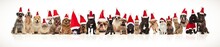 Large Group Of Christmas Pets With Santa Hats