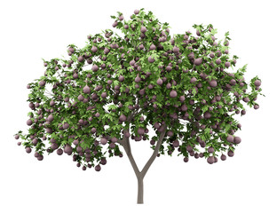 Wall Mural - common fig tree with figs isolated on white background