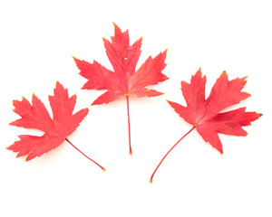 Studio shot three red maple leaves isolated on white background. Autumn symbol, fall foliage icon, seasonal themed concept