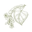 Monochrome drawing of linden leaves and beautiful blooming flowers or inflorescence. Medicinal plant hand drawn with contour lines on white background. Botanical vector illustration in vintage style.
