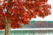 Fall Colors at the Lake. Thanksgiving at Lake Oconee Georgia