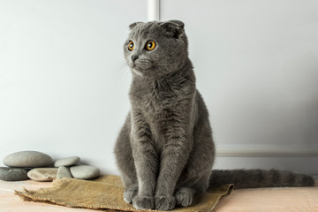 gray scottish fold cat on a white background