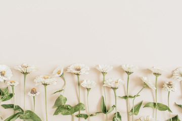 Cynicism floral pattern on beige background. Flat lay, top view.