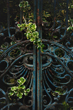 Closed Rusted Ornament Old Iron Gate Overgrown With Wild Bush