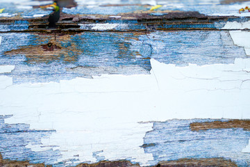 Wall Mural - Old & rustic wood planks texture background