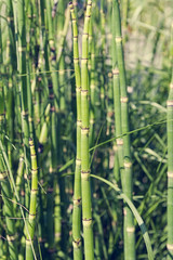  Close up of bamboo shoots