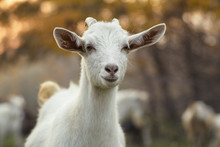Portrait Of An Young Goat Grazing With A Herd In Nature, Wild Animals, Concept Of Agriculture