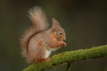 Wall Mural - eurasian red squirrel