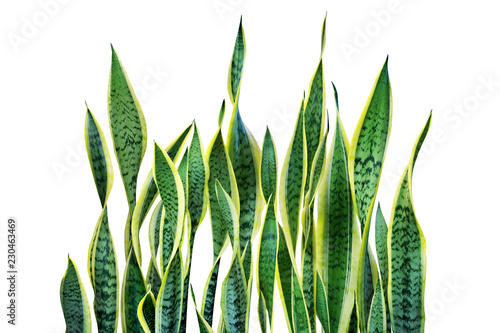 zieleni-liscie-sansevieria-trifasciata-waz-roslina-odizolowywajaca-na-bialym-tle