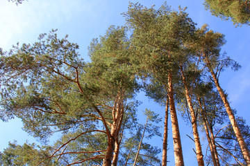 Wall Mural - trees of pine in country park on blue sky