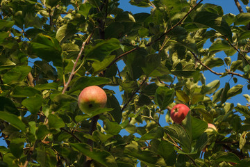 Red apple on a branch. Close-up