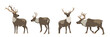 Set of wild reindeer. Caribou. Animals of the North, Alaska, Russia, Canada, Scandinavia. Vector object isolated on white background.