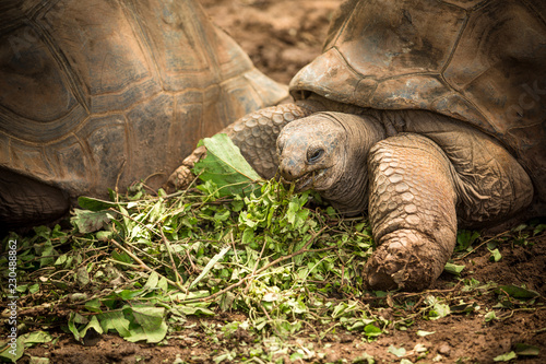 Fotografija  turtle eating Mauritius