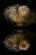 fireworks above water, mirroring