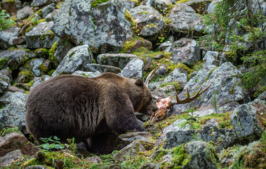 Wall Mural - Bear and skul of moose.  A brown bear in the autumn forest. Adult Big Brown Bear Male. Scientific name: Ursus arctos.