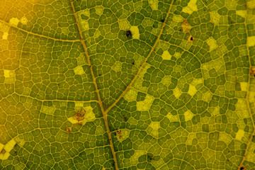 Beautiful detailed golden fall leaf macro - texture