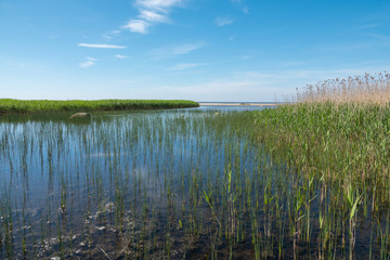 Wall Mural - Shallow lake near the shore of the sea