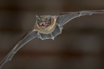 Poster - Flying Pipistrelle bat close up