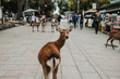 .Deer of Nara. Nara prefecture natural park around the Todai-ji temple. Photography of tourism in Japan.