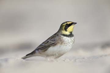 Wall Mural -  A close-up of a horned lark (Eremophila alpestris) foraging on the beach of Heligoland. White coloured sand with stones and twigs.