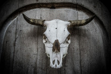 A Bull Skull Hanging On A Old Wooden Board With Strong Vignetting 
