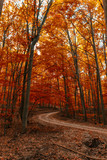 Fototapeta Tęcza - autumn forest background