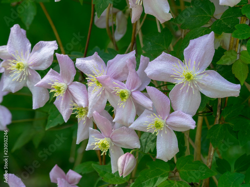 Clematis Montana Clématites Des Montagnes Rubens Une