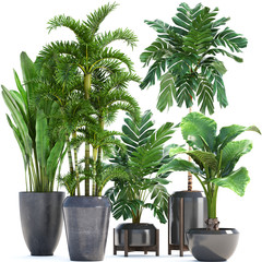 Wall Mural - Collection Exotic plants in a pot on a white background