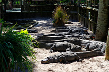 A Group Of Alligators Gather Near The Edge Of A Pond, St. Augustine Alligator Farm, St. Augustine, FL