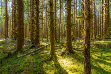 Wall Mural - Rainforest with lots of trees covered with moss. Hoh Rain Forest, Olympic National Park, Washington state, USA