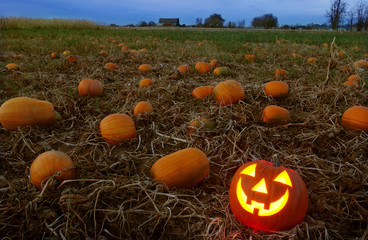 smiling pumpkin on a field on halloween time