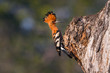 African hoopoe in Kruger National park, South Africa ; Specie Upupa africana family of Upupidae