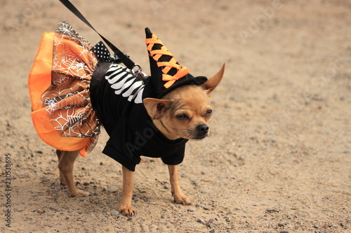 chihuahua hund chiwawa maske latex kostüm hund kostüm halloween heimtier