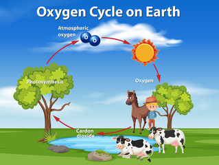 oxygen cycle on earth