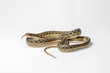 garter snake on white with tongue sticking out