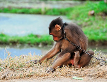 Monkey In Chains In Vietnam