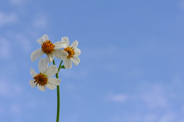 The beautiful white color flowers, yellow pollen of Spanish needles or Bidens alba found in tropical regions. Photo isolated on blue sky and white cloud background with space for text.