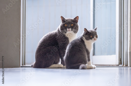 British Short Hair Cat Daddy And Kitten Buy This Stock Photo And