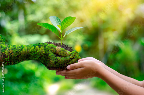 Cuadros en Lienzo environment Earth Day In the hands of trees growing seedlings