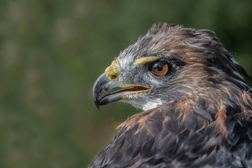 Poster - Close up profile portrait of a red tailed hawk, also known as a chicken hawk. The bird is looking alert and to the left