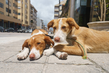 The couple of dogs at the city street