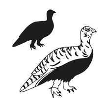Quail. Black Pattern On A White Background. Silhouette. Sketch Doodle.