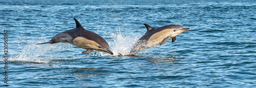 Dekoracja na wymiar  delfiny-w-oceanie-delfiny-plywaja-i-wyskakuja-z-wody-delfin-dlugodzioby