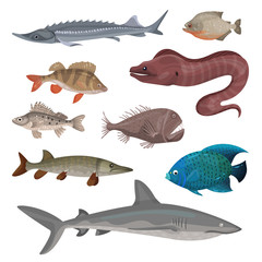 Sticker - Flat vector set of different predatory fishes. Marine creatures. Sea and ocean life theme